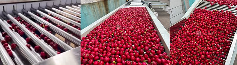 images/1704872201664cherry radish sorting line.jpg